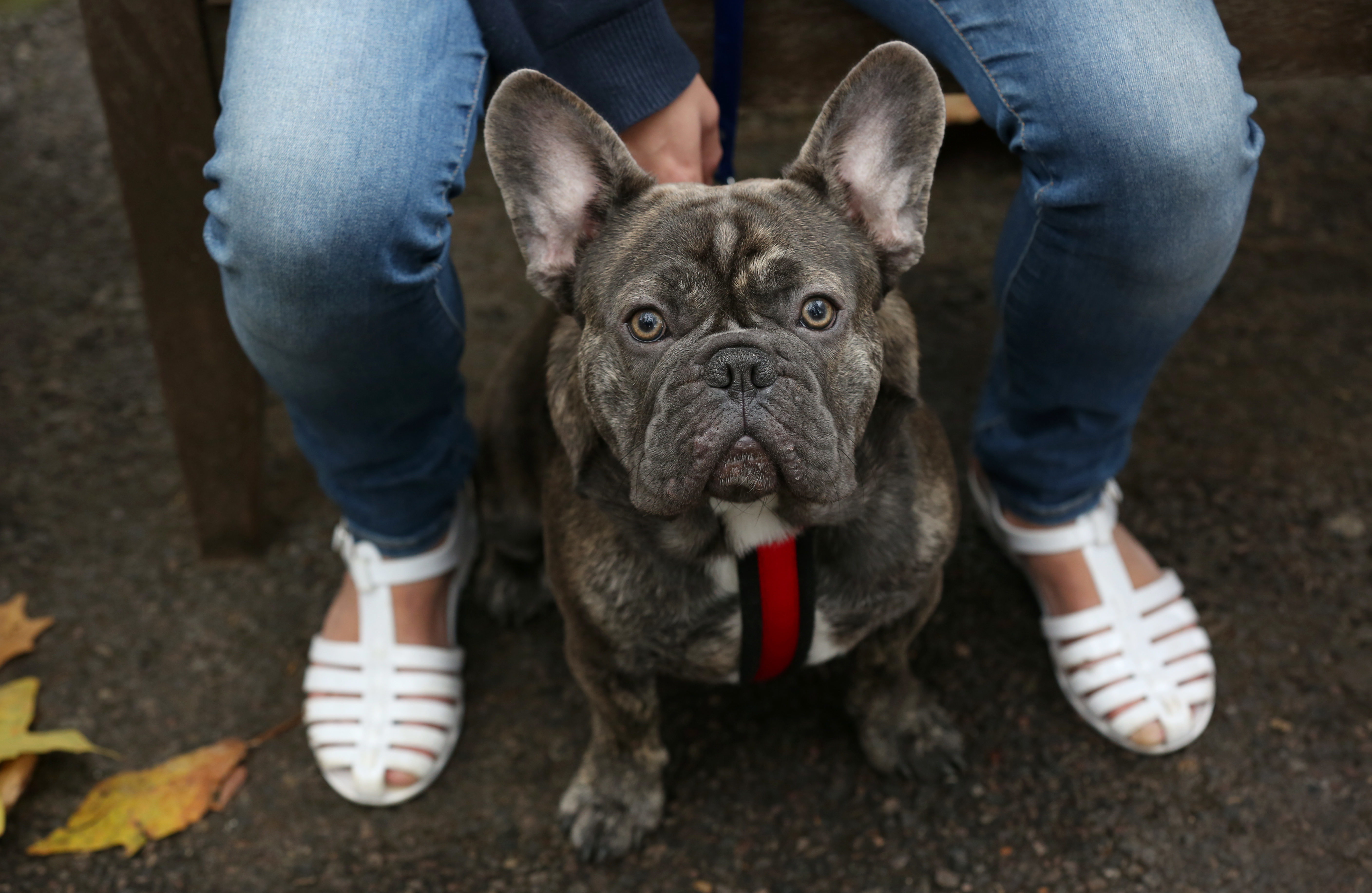 Why Do Bulldogs Have Flat Noses